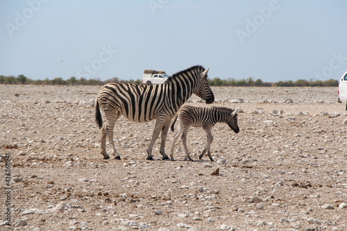 zebra in etosha nationalpark © Astrid