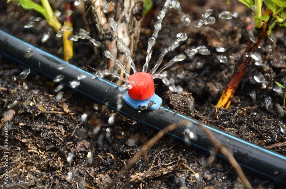 Drip irrigation. The photo shows the irrigation system in a raised bed