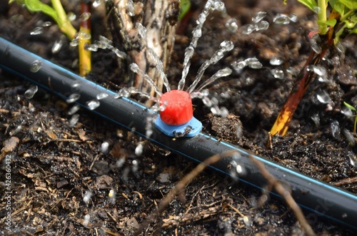 Drip irrigation.
The photo shows the irrigation system in a raised bed.
Blueberry bushes sprout from the litter against drip irrigation. photo