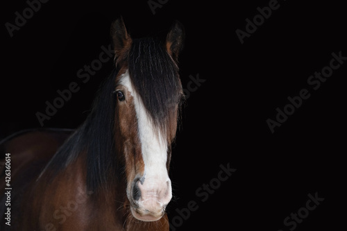 Clydesdale Horse © Baillie Photography