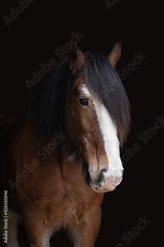 Fototapeta Naklejka Na Ścianę i Meble -  Clydesdale Horse