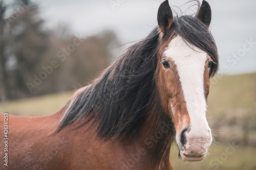 Clydesdale Horse
