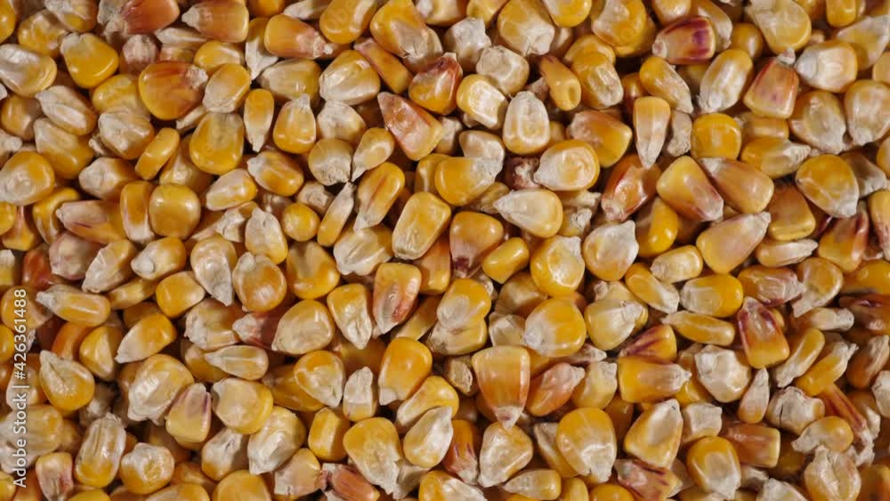 Dried Corn Grains Texture Background Close Up. Close-Up Raw Corn Seeds. GMO Corn Kernels Maize Macro Shot. Organic Healthy Food. Macro View Yellow Grains Kernels Maize Background Food Organic Closeup Dried Corn Grains Texture Background Close Up. Close-Up Raw Corn Seeds. GMO Corn Kernels Maize Macro Shot. Organic Healthy Food. Macro View Yellow Grains Kernels Maize Background Food Organic Closeup