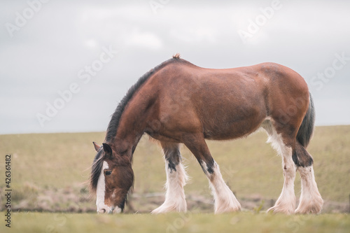 Clydesdale Horse