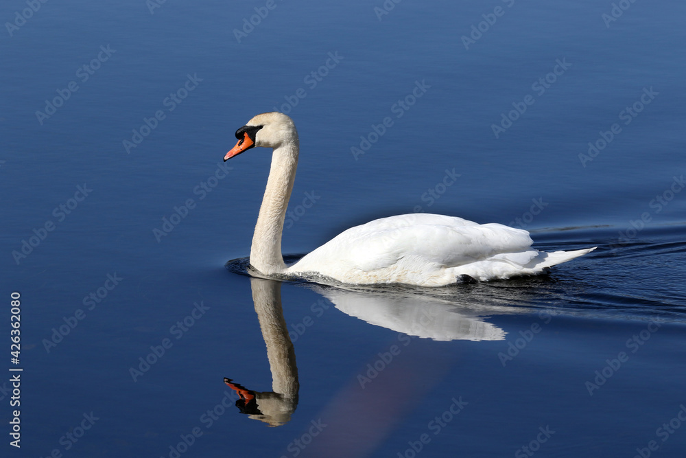 Obraz premium Mute Swan in marsh swimming and eating water plants on beautiful spring day