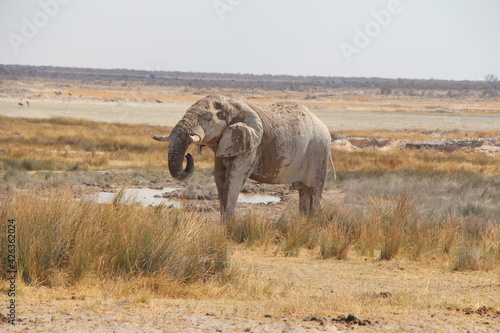 a big elephant