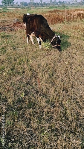 cow in the field