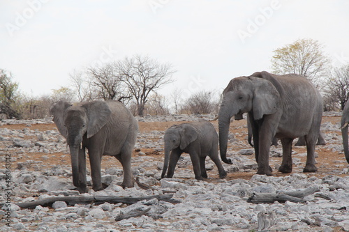 elephants in a nationalpark in namibia 