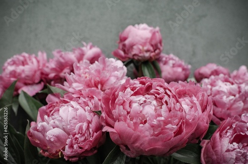 Peony flowers close-up. Beautiful peony flower for catalog or online store. Bright flower on a background of a gray wall. Flower delivery.Copyspace.