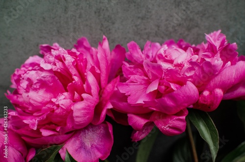Fototapeta Naklejka Na Ścianę i Meble -  Peony flowers close-up. Beautiful peony flower for catalog or online store. Bright flower on a background of a gray wall. Flower delivery.Copyspace.