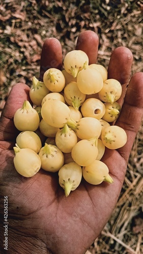 Mahua madhua longifolia in the hand