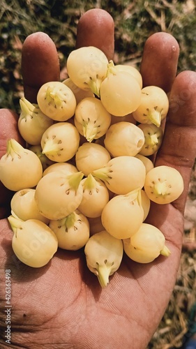 Mahua madhua longifolia