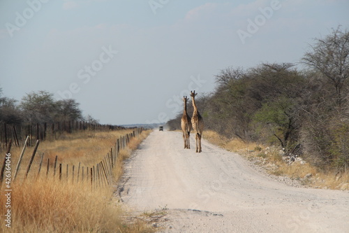 giraffes on the street