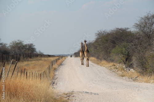 Photography giraffes on the street