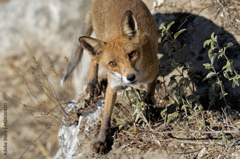 Fototapeta premium Red Fox, vulpes vulpes, Adult