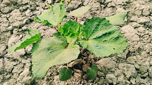 Green lady finger plant in the field