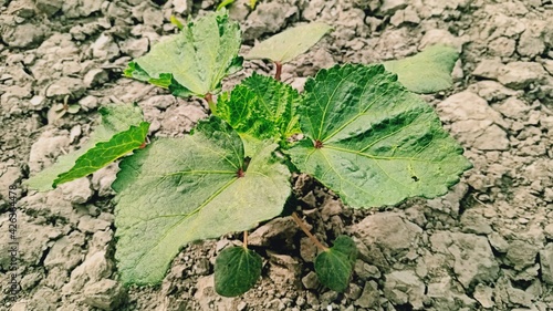 Lady finger plant in the field