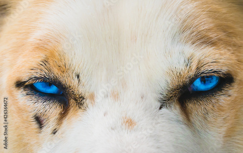 Close up of bright blue eyes of an Alaskan Husky sled dog. photo