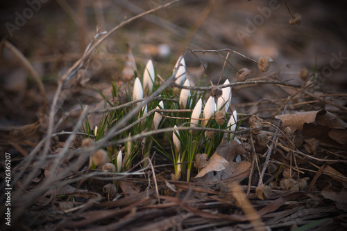 white crocuses  at the beginning of flowering