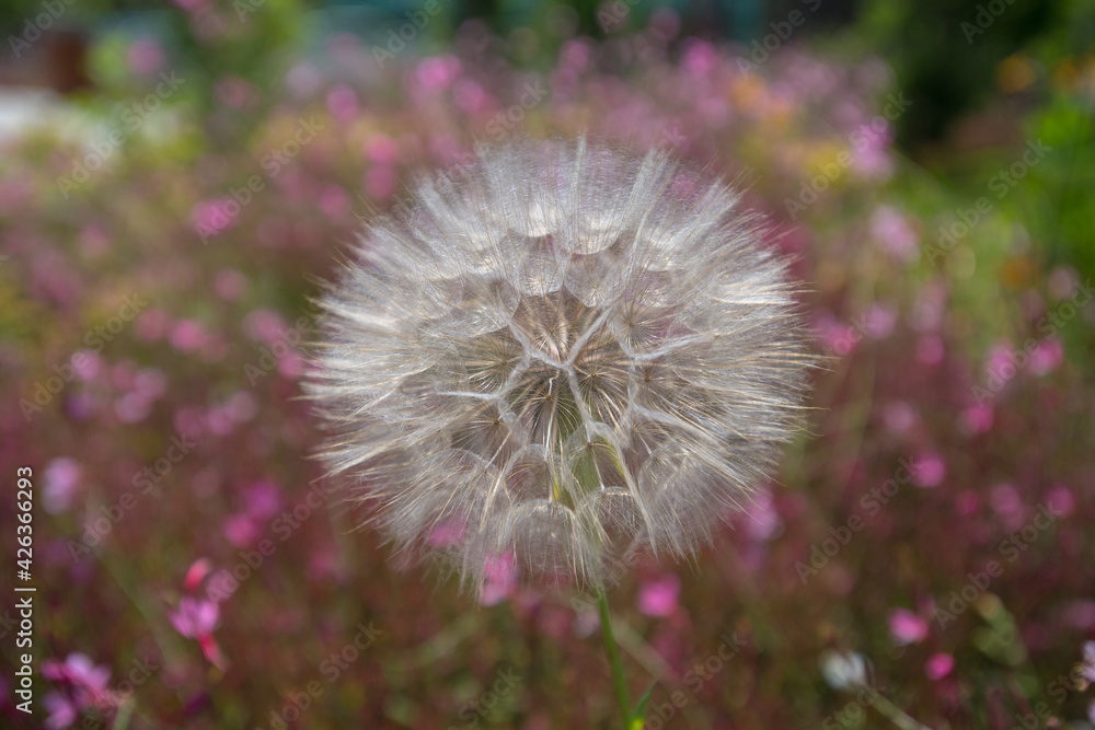 Fototapeta premium Focus on a pink cosmos flower in its field covered by similar cosmos flower