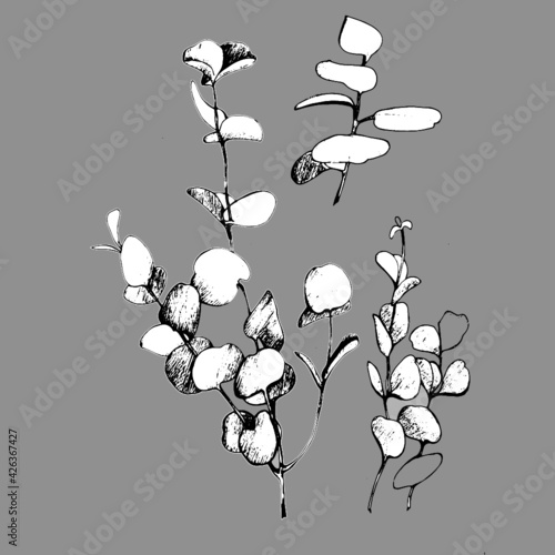 hand drawn eucalyptus