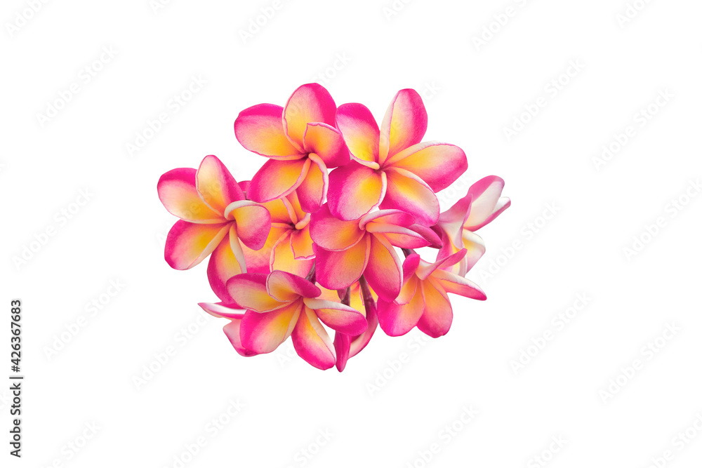 Plumeria (frangipani ) inflorescence with beautiful flowers isolated on white background Plumeria (frangipani ) inflorescence with beautiful flowers isolated on white background