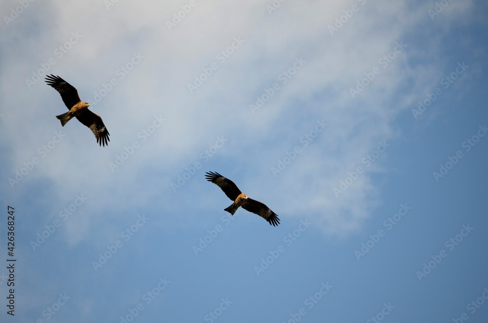 Fototapeta premium 鳶