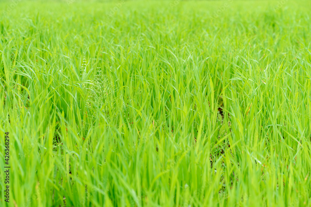 Obraz premium natural green natural background. fresh young grass