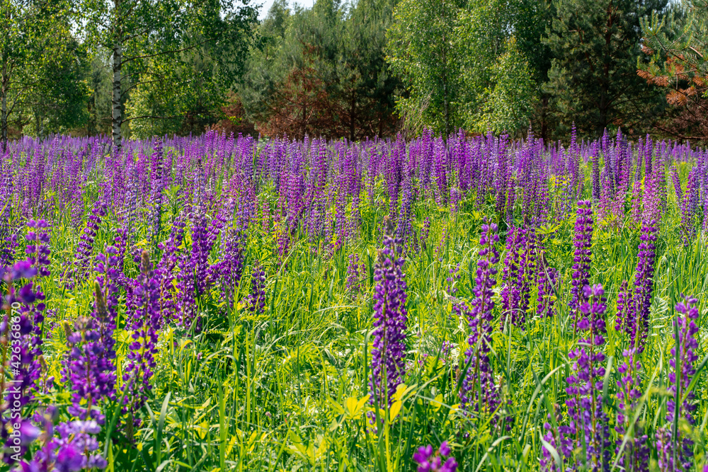 Naklejka premium Blooming lupine flowers. Colorful bunch of summer june flowers on garden background.