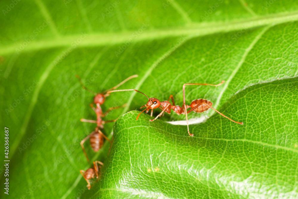 close up red ant on fresh leaf in nature close up red ant on fresh leaf in nature