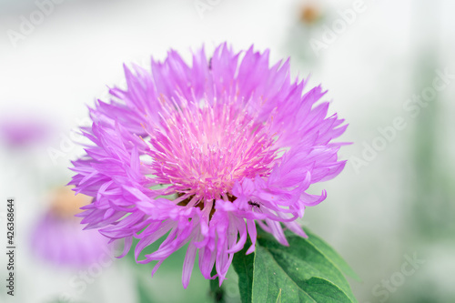 purple wildflower. purple cornflowers on a field on a summer day