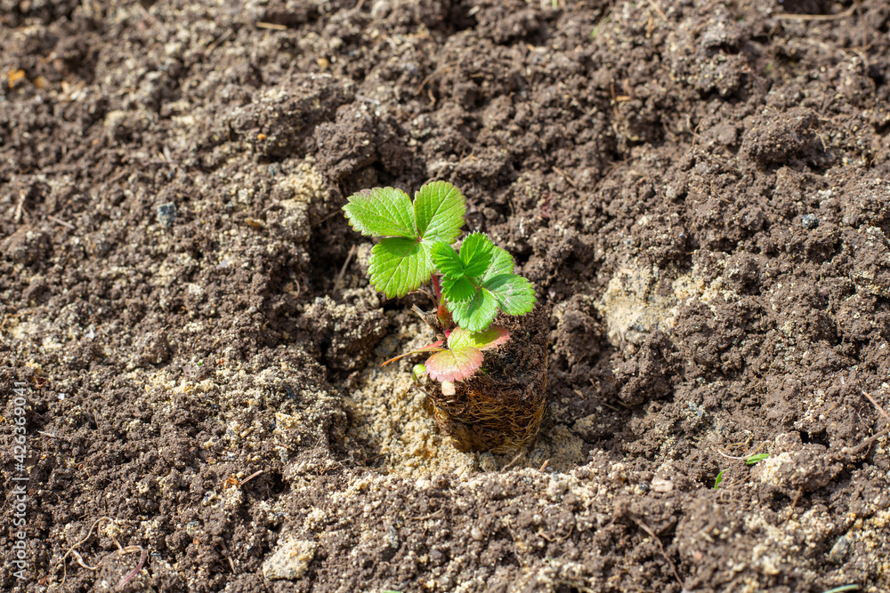 Planting strawberries in the ground. A small strawberry seedling with developed roots stands in the planting hole Planting strawberries in the ground. A small strawberry seedling with developed roots stands in the planting hole