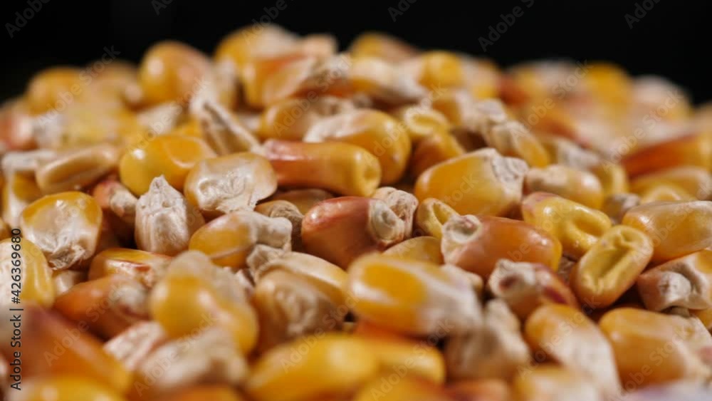 Dried Corn Grains Texture Background Close Up. Close-Up Raw Corn Seeds. GMO Corn Kernels Maize Macro Shot. Organic Healthy Food. Macro View Yellow Grains Kernels Maize Background Food Organic Closeup Dried Corn Grains Texture Background Close Up. Close-Up Raw Corn Seeds. GMO Corn Kernels Maize Macro Shot. Organic Healthy Food. Macro View Yellow Grains Kernels Maize Background Food Organic Closeup