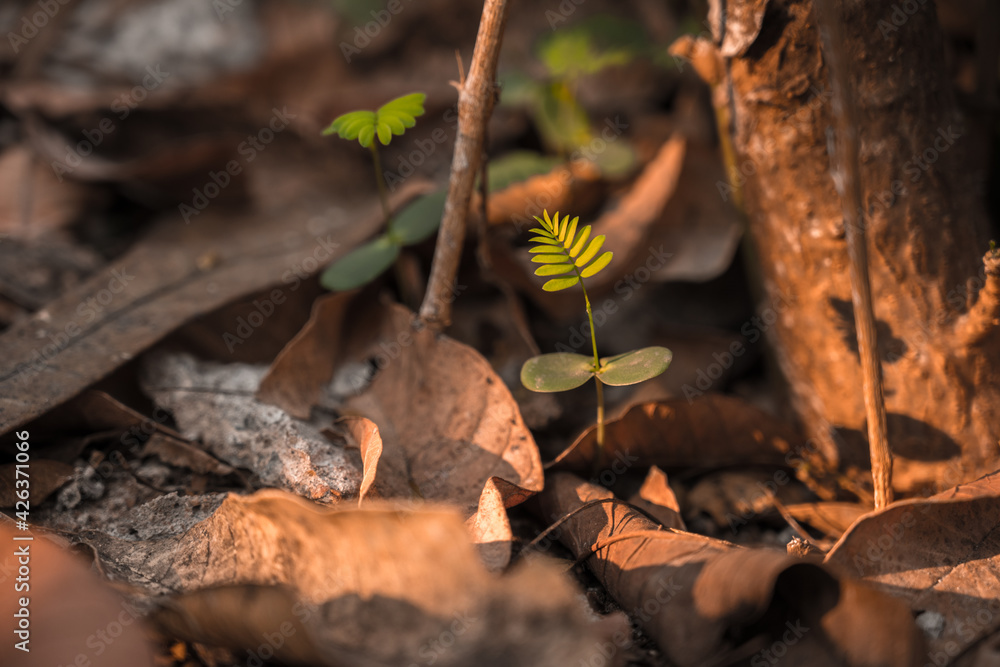 sprouting on the ground, Albizia sidling, light falling on ground with leaves 