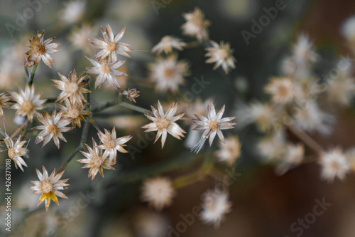 small white flowers background