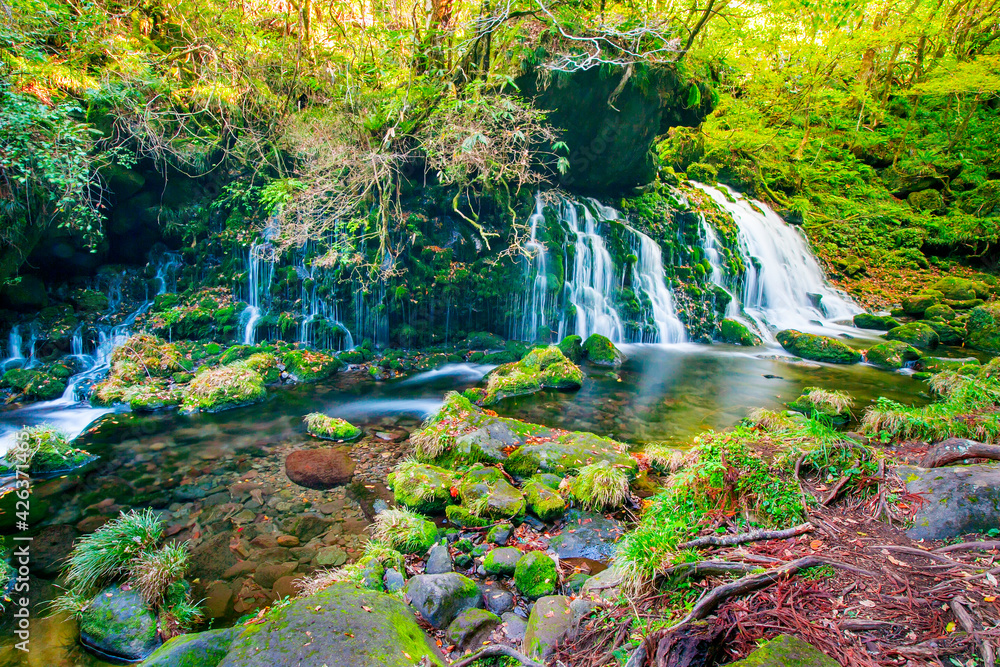 Fototapeta premium Waterfall among many foliages, In the fall, leaves Leaf color change In Yamagata, Japan. Onsen atmosphere. Moss and fern cling to rocks and branches due to moisture in the Fertile forest. soft focus.