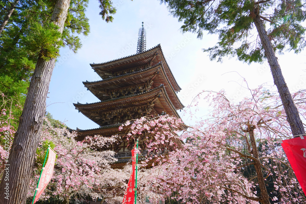 Fototapeta premium Cherry Blossom at Daigoji Temple, Kyoto City, Kyoto Pref., Japan