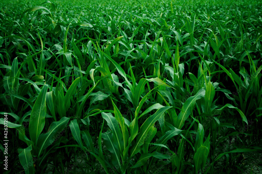 Fototapeta premium green field