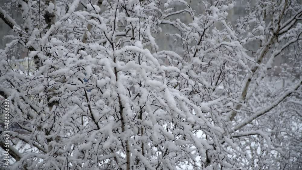 snow lies on tree branches snow lies on tree branches
