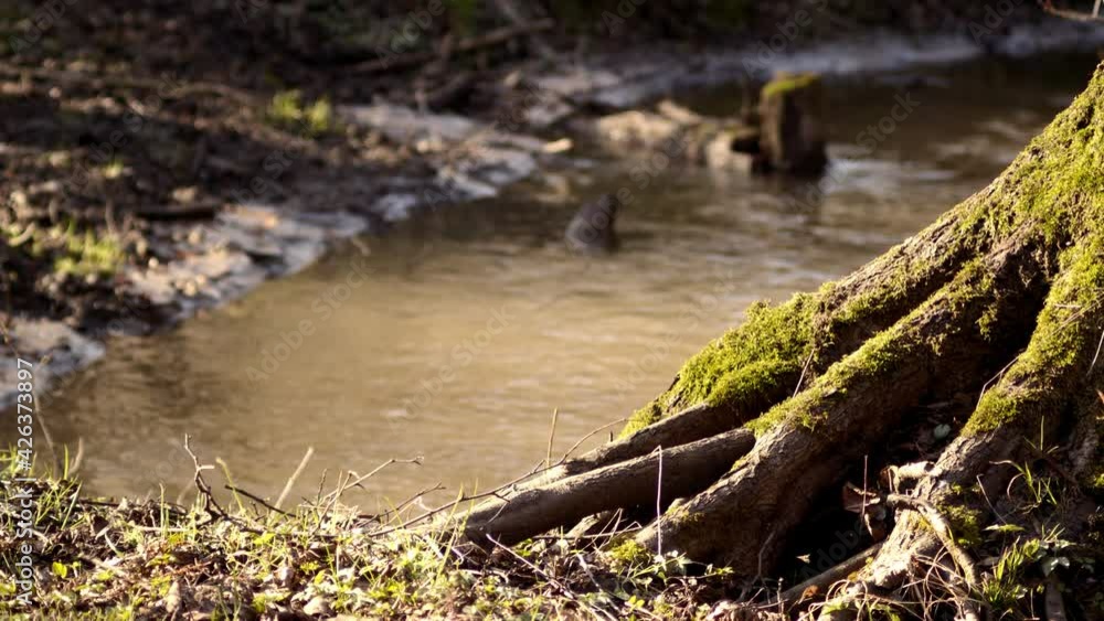 Bank of a small creek with mossy tree and lush springtime vegetation - Ground level medium shot Bank of a small creek with mossy tree and lush springtime vegetation - Ground level medium shot