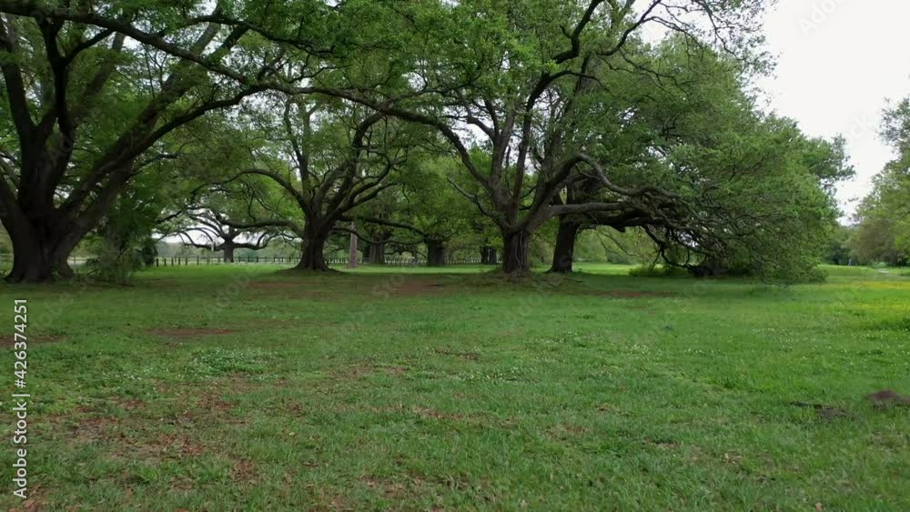 Droning through trees at City Park near a frisbee park Droning through trees at City Park near a frisbee park