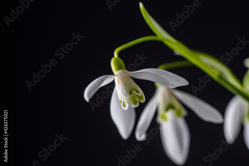 Spring snowdrops on black background. Beautiful first spring flower