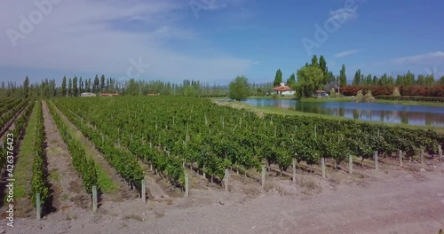 aerial drone footage of malbec vineyards in Lujan de Cuyo, Mendoza, Argentina photo