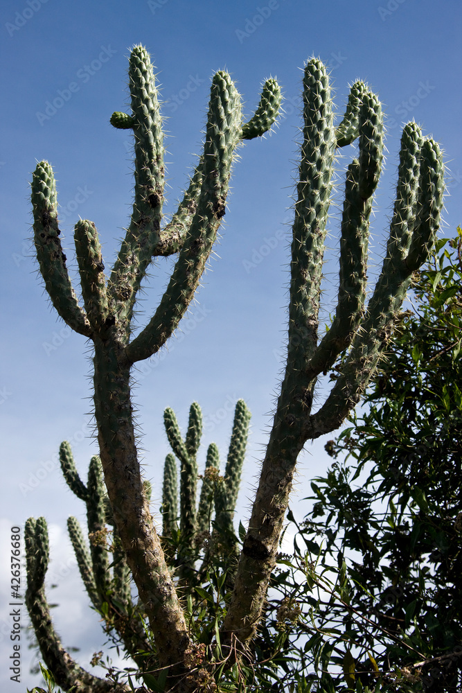 Cactus - Opuntia Cilindrica - Ecuador Cactus - Opuntia Cilindrica - Ecuador
