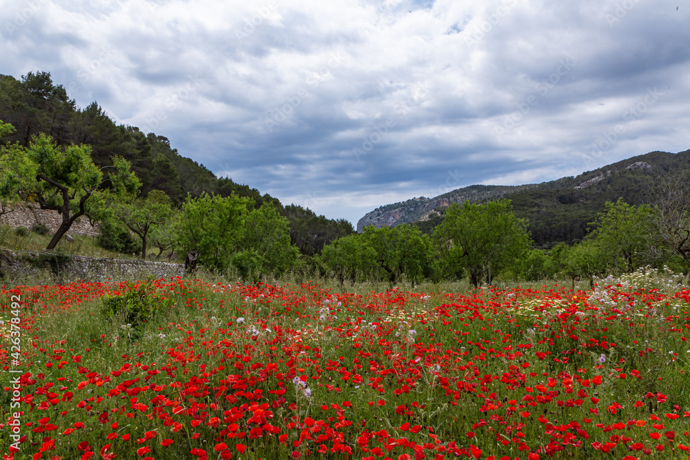 poppy blossom, flowers in Mallorca at springtime poppy blossom, flowers in Mallorca at springtime