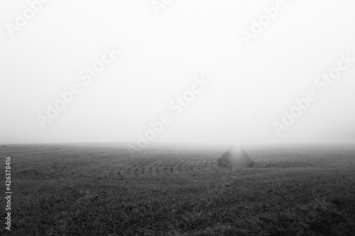 misty morning in the field © Taddeo