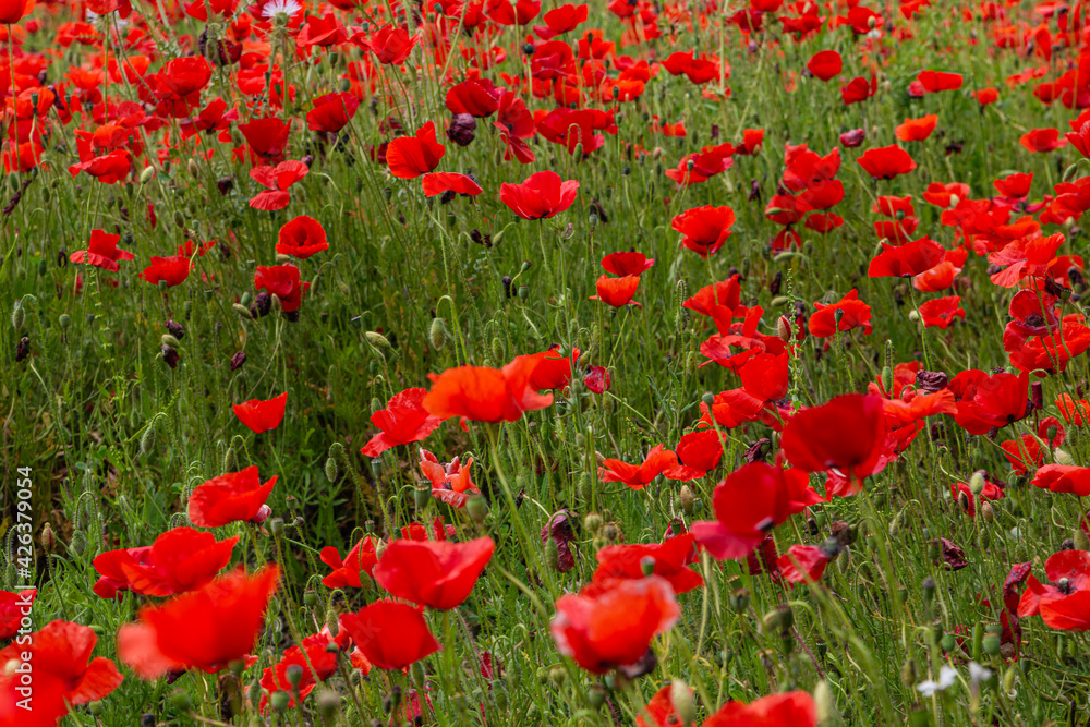 Fototapeta premium poppy blossom, flowers in Mallorca at springtime