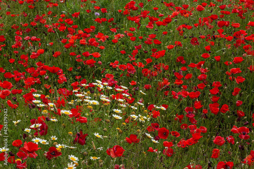 poppy blossom, flowers in Mallorca at springtime