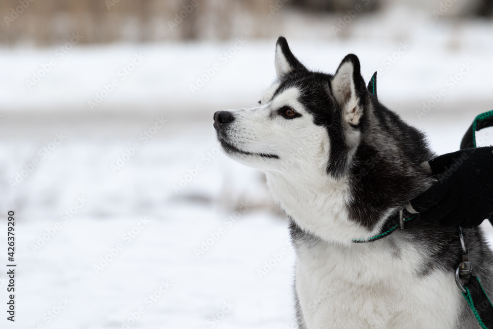 Naklejka premium Beautiful dog breed Siberian husky with brown eyes and black white color on the street in winter. Walking the dog on a leash in the cold season. A human hand holds a dog by the collar.