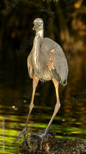 Great blue heron (Ardea Herodias) wading in a mangrove forest at Caleta Tortuga Negra, Baltra Island, Galapagos, Ecuador photo